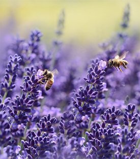 Bees Flying Around a Lavender Plant
